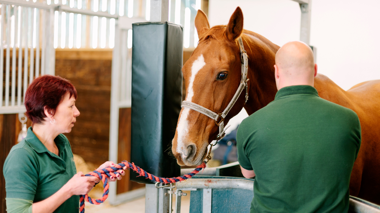 Equine Center Equine Center