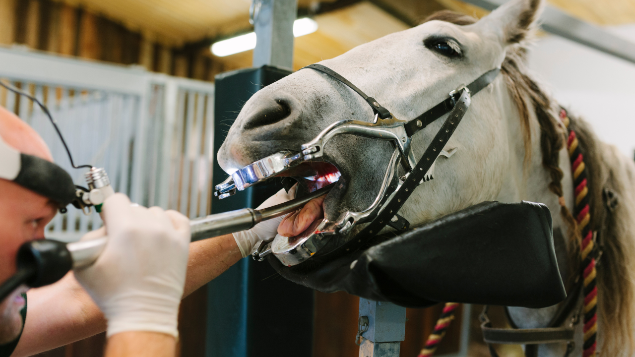 Equine Center Newmarket Equine Center Newmarket